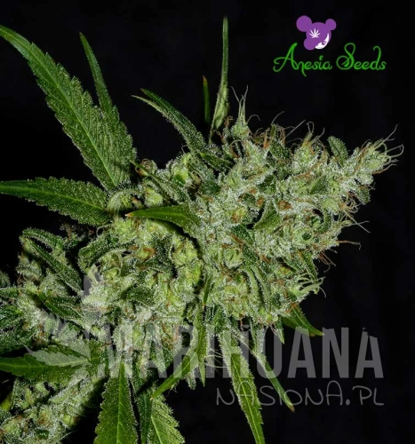 Chemdog-Anesia-Seeds-2.jpg