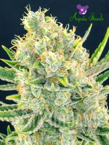 Sour Apple - ANESIA SEEDS