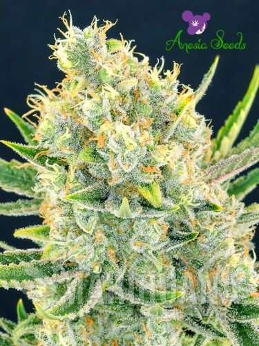 Sour-Apple-Anesia-Seeds-1.jpg
