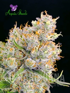 Future #1 - ANESIA SEEDS