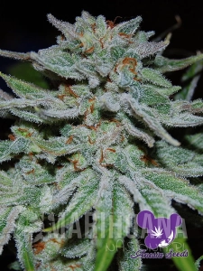 Slurricane - ANESIA SEEDS