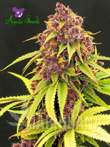 Purps OG - ANESIA SEEDS