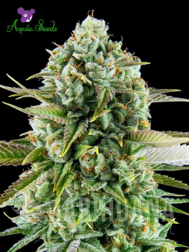 pink-Starburst-Anesia-Seeds-1.jpg