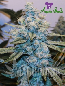 Original Gorilla # 4 - ANESIA SEEDS