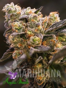 Nova OG - ANESIA SEEDS