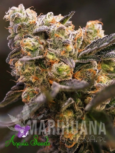 Nova-OG-2.jpg