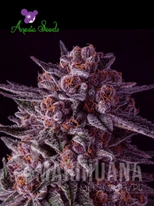 Gelato Dream - ANESIA SEEDS