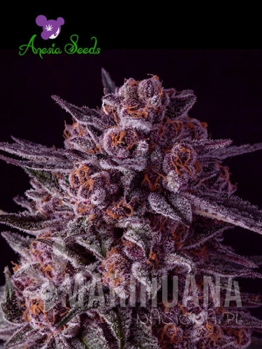 Gelato-Dream-Anesia-Seeds.jpg