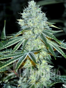 MAC - ANESIA SEEDS