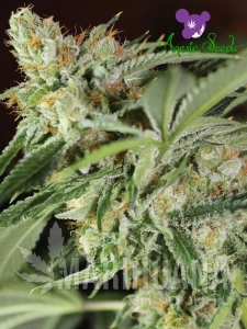 Ghost Train Haze # 1 - ANESIA SEEDS