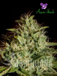 Auto White Kush - ANESIA SEEDS