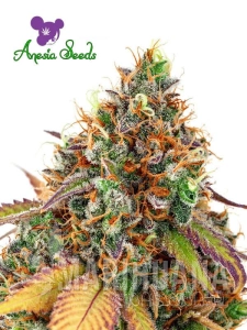 Cherry Kiss - ANESIA SEEDS