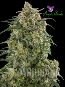 Auto Wonder - ANESIA SEEDS