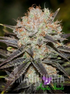 Chocolate Haze - ANESIA SEEDS