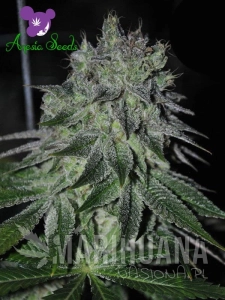 Fast Caramelic - ANESIA SEEDS