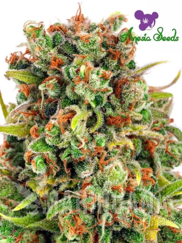 Mandarine-47-2.jpg