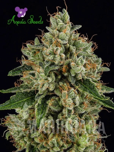 White-Lemon-Skunk.jpg