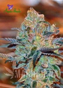 Orient Express - ANESIA SEEDS