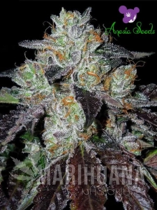 Purple Domina - ANESIA SEEDS