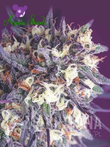 Super Glue - ANESIA SEEDS
