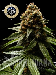 Afghanica - LANDRACES