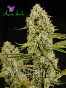 Hindu Kush - LANDRACES
