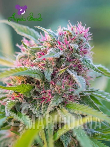 Panama-Red-Anesia-Seeds.jpg