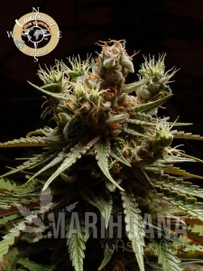 Pure Durban - LANDRACES