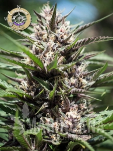 Purple Thai - LANDRACES