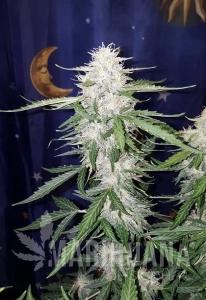 Wedding Cake Auto