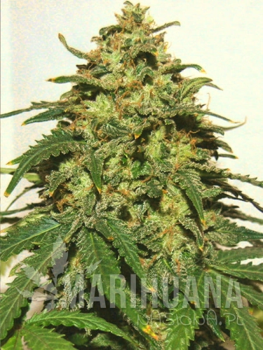 bongo-bulk-g13-auto-feminised-female-fem-feminized-cannabis-weed-ganja-bud-pot-seeds-main.jpg