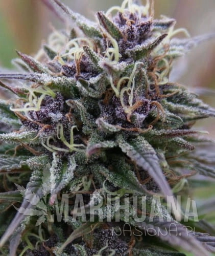 Purple-Sativa.jpg