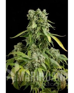 Blue Cheese Auto