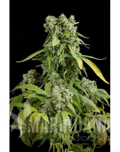 blue-cheese-auto-3-szt-dinafem.jpg