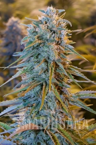 Blue Dream