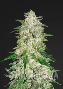 Gelato Auto