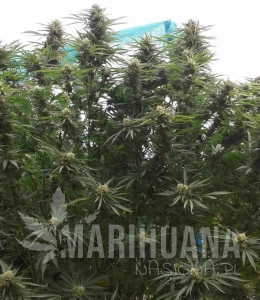 Jamaican Dream
