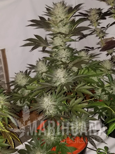 817273_shiskaberrybarneys-farmshiskaberry.jpg