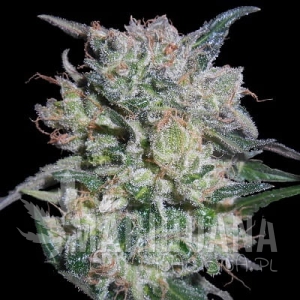 Zamaldelica x Kali China - ACE SEEDS