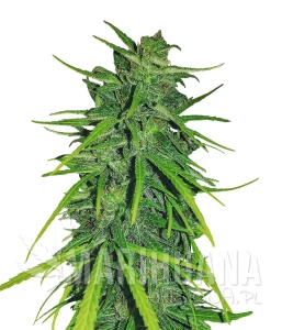Thai x Panama - ACE SEEDS