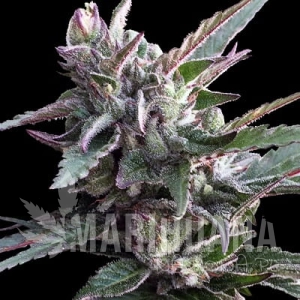 Thai Chi - ACE SEEDS