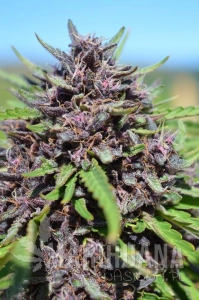 Panama x PCK - ACE SEEDS