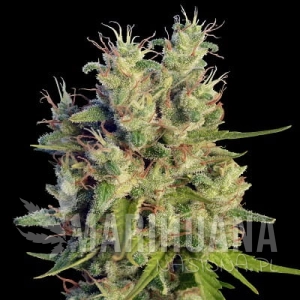 Super Malawi Haze - ACE SEEDS