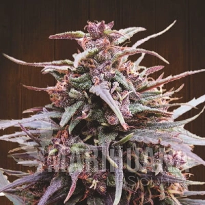 Purple Haze X Malawi - ACE SEEDS