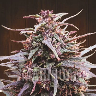 purple-haze-malawi-ace-seeds.jpg