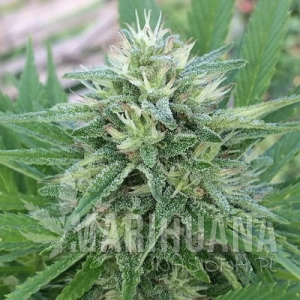Panama X Bangi Haze - ACE SEEDS