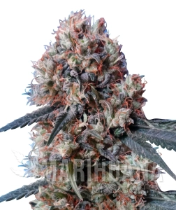Nepal Jam x Kali China - ACE SEEDS