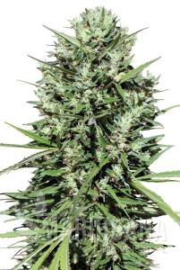 Morocco Beldia Kif - ACE SEEDS