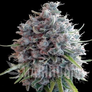 Killer A5 Haze - ACE SEEDS