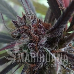 Haze x Kali China - ACE SEEDS
